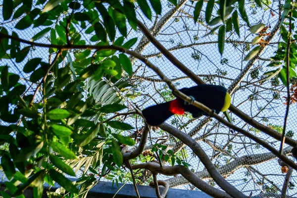 Πάρκο Xcaret Riviera Maya Μεξικό Εξωτικά Πουλιά Είναι Ένα Θεματικό — Φωτογραφία Αρχείου