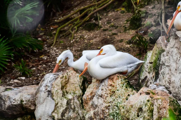 Xcaret Park- Riviera Maya -Mexico- exotic birds-the pelican.is a theme park, a resort and an ecotourism development located in the Riviera Maya, a portion of the Caribbean coast from the Mexican state of Quintana Roo.he park is located south ofCancun