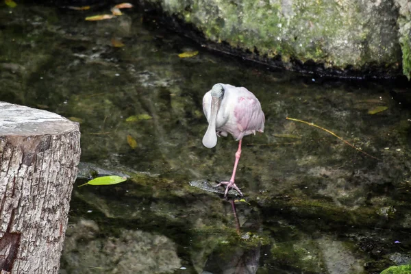 Xcaret Park- Riviera Maya -Mexico- exotic birds-the pelican. is a theme park, a resort and an ecotourism development located in the Riviera Maya,a portion of theCaribbean coast from the Mexican state of Quintana Roo.The park is located south ofCancun