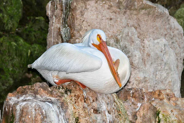 Xcaret Park- Riviera Maya -Mexico- exotic birds-the pelican. is a theme park,a resort and an ecotourism development located in the Riviera Maya,a portion of the Caribbean coast from the Mexican state of Quintana Roo.The park is located south ofCancun