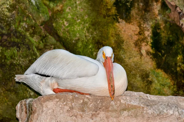 Xcaret Park- Riviera Maya -Mexico- exotic birds-the pelican. is a theme park,a resort and an ecotourism development located in the Riviera Maya,a portion of the Caribbean coast from the Mexican state of Quintana Roo.The park is located south ofCancun