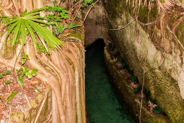 Xcaret Park- Riviera Maya -Mexico- cenote is a theme park,a resort and an ecotourism development located in the Riviera Maya,a portion of the Caribbean coast from the Mexican state of Quintana Roo.The park is located about 75kilometers south ofCancun