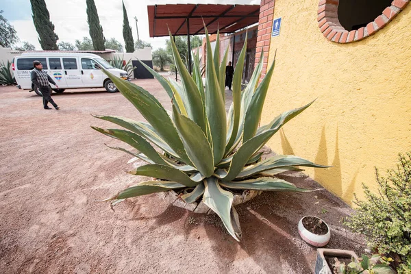 Agave Teotihuacan Agave Jsou Trvalé Rostliny Patří Čeledi Chřestovitých Jsou — Stock fotografie