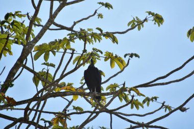 Kara Kartal, Yeni Dünya Kartalı familyasından Amerika Birleşik Devletleri 'nin kuzeydoğusundan Peru' ya kadar uzanan bir kuş türü. Bu kartal aynı zamanda Maya el yazmalarında da göründü..