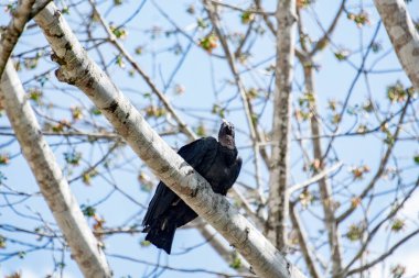 Kara Kartal, Yeni Dünya Kartalı familyasından Amerika Birleşik Devletleri 'nin kuzeydoğusundan Peru' ya kadar uzanan bir kuş türü. Bu kartal aynı zamanda Maya el yazmalarında da göründü..