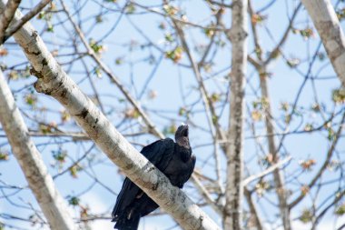 Kara Kartal, Yeni Dünya Kartalı familyasından Amerika Birleşik Devletleri 'nin kuzeydoğusundan Peru' ya kadar uzanan bir kuş türü. Bu kartal aynı zamanda Maya el yazmalarında da göründü..