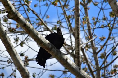 Kara Kartal, Yeni Dünya Kartalı familyasından Amerika Birleşik Devletleri 'nin kuzeydoğusundan Peru' ya kadar uzanan bir kuş türü. Bu kartal aynı zamanda Maya el yazmalarında da göründü..