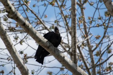 Kara Kartal, Yeni Dünya Kartalı familyasından Amerika Birleşik Devletleri 'nin kuzeydoğusundan Peru' ya kadar uzanan bir kuş türü. Bu kartal aynı zamanda Maya el yazmalarında da göründü..