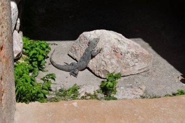 Siyah iguana (Ctenosaura similis), Scuamata ve Iguanidae familyasına aittir. Ctenosaura cinsinin en büyük türüdür ve Rekorlar Kitabı 'nda saatte 34.9 km hızla dünyanın en hızlı kertenkelesi olarak tanımlanmıştır.. 