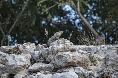 Siyah iguana (Ctenosaura similis), Scuamata ve Iguanidae familyasına aittir. Ctenosaura cinsinin en büyük türüdür ve Rekorlar Kitabı 'nda saatte 34.9 km hızla dünyanın en hızlı kertenkelesi olarak tanımlanmıştır.. 
