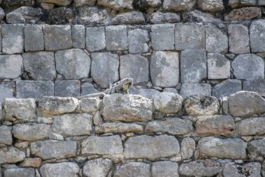 Siyah iguana (Ctenosaura similis), Scuamata ve Iguanidae familyasına aittir. Ctenosaura cinsinin en büyük türüdür ve Rekorlar Kitabı 'nda saatte 34.9 km hızla dünyanın en hızlı kertenkelesi olarak tanımlanmıştır.. 