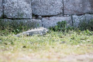 Siyah iguana (Ctenosaura similis), Scuamata ve Iguanidae familyasına aittir. Ctenosaura cinsinin en büyük türüdür ve Rekorlar Kitabı 'nda saatte 34.9 km hızla dünyanın en hızlı kertenkelesi olarak tanımlanmıştır.. 