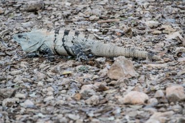 Siyah iguana (Ctenosaura similis), Scuamata ve Iguanidae familyasına aittir. Ctenosaura cinsinin en büyük türüdür ve Rekorlar Kitabı 'nda saatte 34.9 km hızla dünyanın en hızlı kertenkelesi olarak tanımlanmıştır.. 