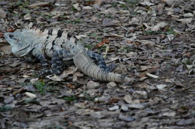 Siyah iguana (Ctenosaura similis), Scuamata ve Iguanidae familyasına aittir. Ctenosaura cinsinin en büyük türüdür ve Rekorlar Kitabı 'nda saatte 34.9 km hızla dünyanın en hızlı kertenkelesi olarak tanımlanmıştır.. 