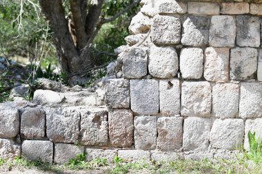 Siyah iguana (Ctenosaura similis), Scuamata ve Iguanidae familyasına aittir. Ctenosaura cinsinin en büyük türüdür ve Rekorlar Kitabı 'nda saatte 34.9 km hızla dünyanın en hızlı kertenkelesi olarak tanımlanmıştır.. 