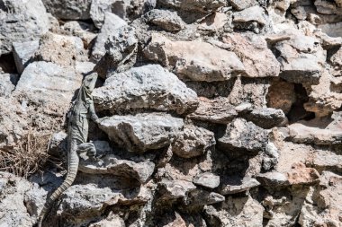 Siyah iguana (Ctenosaura similis), Scuamata ve Iguanidae familyasına aittir. Ctenosaura cinsinin en büyük türüdür ve Rekorlar Kitabı 'nda saatte 34.9 km hızla dünyanın en hızlı kertenkelesi olarak tanımlanmıştır.. 