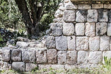 Siyah iguana (Ctenosaura similis), Scuamata ve Iguanidae familyasına aittir. Ctenosaura cinsinin en büyük türüdür ve Rekorlar Kitabı 'nda saatte 34.9 km hızla dünyanın en hızlı kertenkelesi olarak tanımlanmıştır.. 