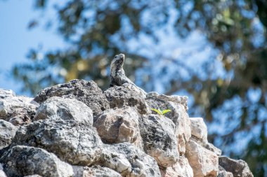 Siyah iguana (Ctenosaura similis), Scuamata ve Iguanidae familyasına aittir. Ctenosaura cinsinin en büyük türüdür ve Rekorlar Kitabı 'nda saatte 34.9 km hızla dünyanın en hızlı kertenkelesi olarak tanımlanmıştır.. 