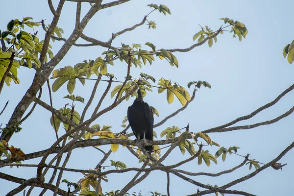 Der Schwarze Adler Auch Als Amerikanischer Schwarzer Adler Bekannt Ist — Stockfoto