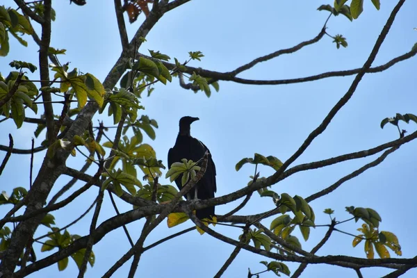 Der Schwarze Adler Auch Als Amerikanischer Schwarzer Adler Bekannt Ist — Stockfoto