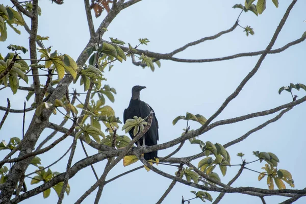 Der Schwarze Adler Auch Als Amerikanischer Schwarzer Adler Bekannt Ist — Stockfoto