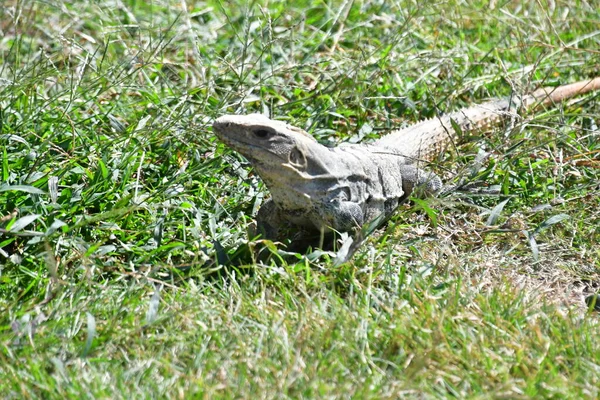 Iguana Nera Ctenosaura Similis Appartiene All Ordine Scuamata Alla Famiglia — Foto Stock