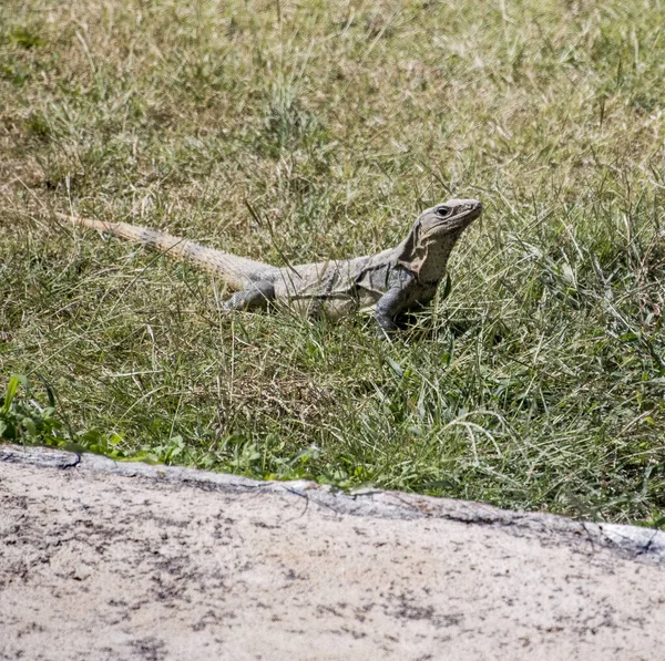 Czarna Iguana Ctenosaura Similis Należy Zakonu Scuamata Rodziny Iguanidae Jest — Zdjęcie stockowe