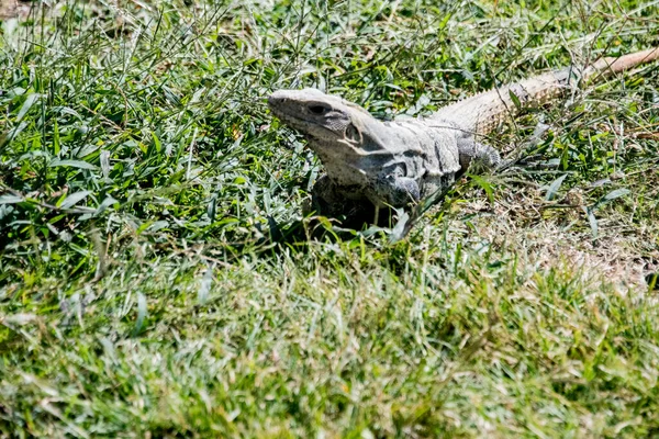 Чёрная Игуана Ctenosaura Similis Принадлежит Ордену Scuamata Семейству Iguanidae Самый — стоковое фото