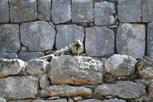 Μαύρο Ιγκουάνα Ctenosaura Similis Ανήκει Στην Τάξη Scuamata Και Στην — Φωτογραφία Αρχείου