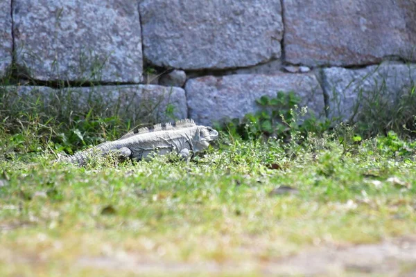 Black Iguana Ctenosaura Similis Belongs Order Scuamata Family Iguanidae Largest — Stock Photo, Image