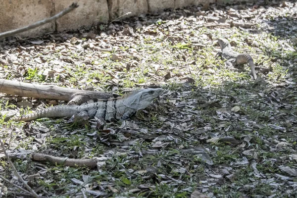 Fekete Iguána Ctenosaura Similis Scuamata Iguanidae Családba Tartozik Legnagyobb Faj — Stock Fotó