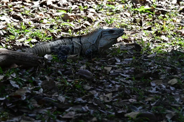 Iguana Preta Ctenosaura Similis Pertence Ordem Scuamata Família Iguanidae Maior — Fotografia de Stock