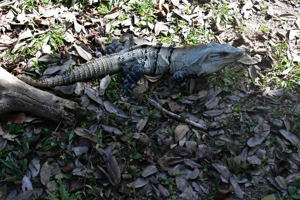 Czarna Iguana Ctenosaura Similis Należy Zakonu Scuamata Rodziny Iguanidae Jest — Zdjęcie stockowe