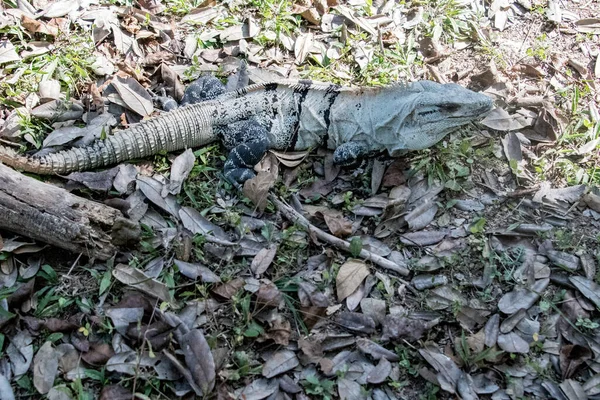 Μαύρο Ιγκουάνα Ctenosaura Similis Ανήκει Στην Τάξη Scuamata Και Στην — Φωτογραφία Αρχείου