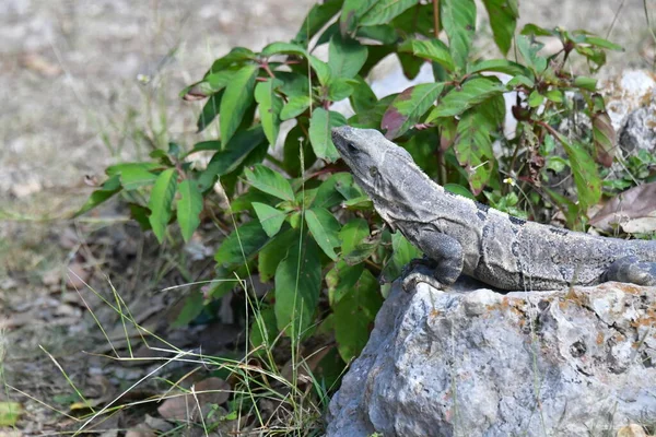 Μαύρο Ιγκουάνα Ctenosaura Similis Ανήκει Στην Τάξη Scuamata Και Στην — Φωτογραφία Αρχείου