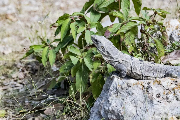 Μαύρο Ιγκουάνα Ctenosaura Similis Ανήκει Στην Τάξη Scuamata Και Στην — Φωτογραφία Αρχείου