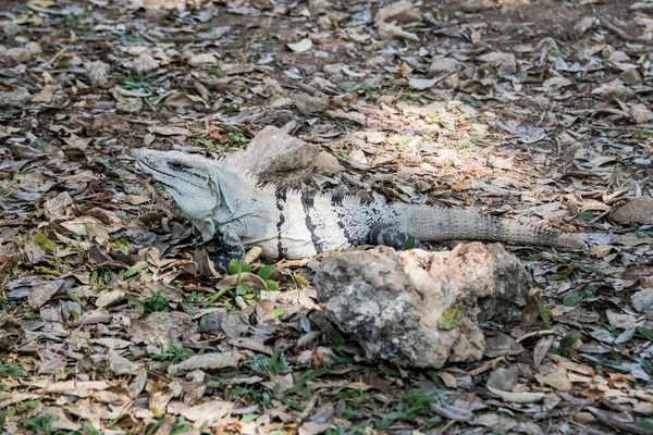 黒イグアナ Ctenosaura Similis スカマタ科とイグアナ科に属する Ctenosaura属の最大の種であり Hの速度で 世界で最も速いトカゲとして記録されています — ストック写真