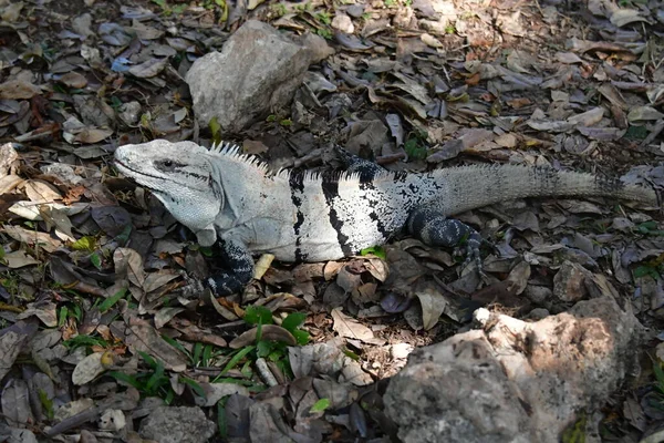 Czarna Iguana Ctenosaura Similis Należy Zakonu Scuamata Rodziny Iguanidae Jest — Zdjęcie stockowe