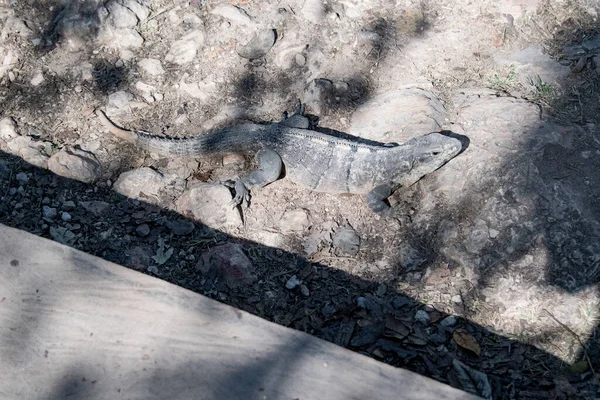 Μαύρο Ιγκουάνα Ctenosaura Similis Ανήκει Στην Τάξη Scuamata Και Στην — Φωτογραφία Αρχείου