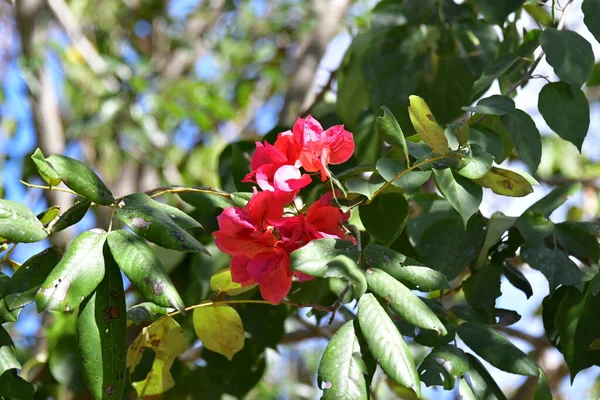 在Uxmal Yucatan Mexicoi见到野生橙子 胡椒树 五彩缤纷的花 黄色铃铛 粉色花 深红色和茂密的植被 — 图库照片