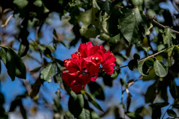 Tropikalne Drzewo Czerwonymi Kwiatami Uxmal Yucatan Mexicowidziałem Dzikie Pomarańcze Drzewa — Zdjęcie stockowe