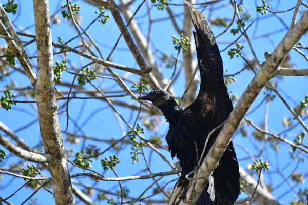Μαύρος Αετός Επίσης Γνωστός Αμερικανικός Μαύρος Αετός Είναι Ένα Πουλί — Φωτογραφία Αρχείου