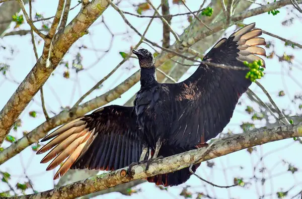 Der Schwarze Adler Auch Als Amerikanischer Schwarzer Adler Bekannt Ist — Stockfoto