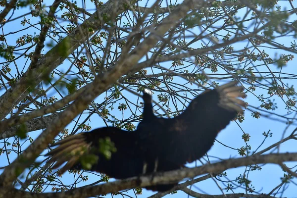 Černý Orel Známý Také Jako Americký Černý Orel Pták Orlí — Stock fotografie