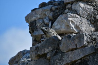 Siyah iguana (Ctenosaura similis), Scuamata ve Iguanidae familyasına aittir. Ctenosaura cinsinin en büyük türüdür ve Rekorlar Kitabı 'nda saatte 34.9 km hızla dünyanın en hızlı kertenkelesi olarak tanımlanmıştır.. 