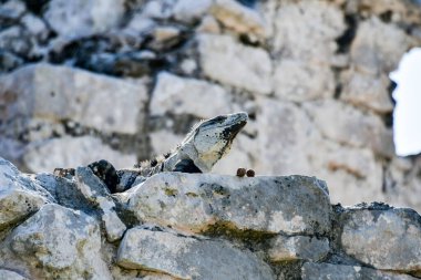 Siyah iguana (Ctenosaura similis), Scuamata ve Iguanidae familyasına aittir. Ctenosaura cinsinin en büyük türüdür ve Rekorlar Kitabı 'nda saatte 34.9 km hızla dünyanın en hızlı kertenkelesi olarak tanımlanmıştır.. 