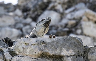 Siyah iguana (Ctenosaura similis), Scuamata ve Iguanidae familyasına aittir. Ctenosaura cinsinin en büyük türüdür ve Rekorlar Kitabı 'nda saatte 34.9 km hızla dünyanın en hızlı kertenkelesi olarak tanımlanmıştır.. 
