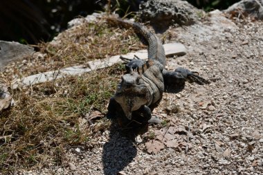 Siyah iguana (Ctenosaura similis), Scuamata ve Iguanidae familyasına aittir. Ctenosaura cinsinin en büyük türüdür ve Rekorlar Kitabı 'nda saatte 34.9 km hızla dünyanın en hızlı kertenkelesi olarak tanımlanmıştır.. 