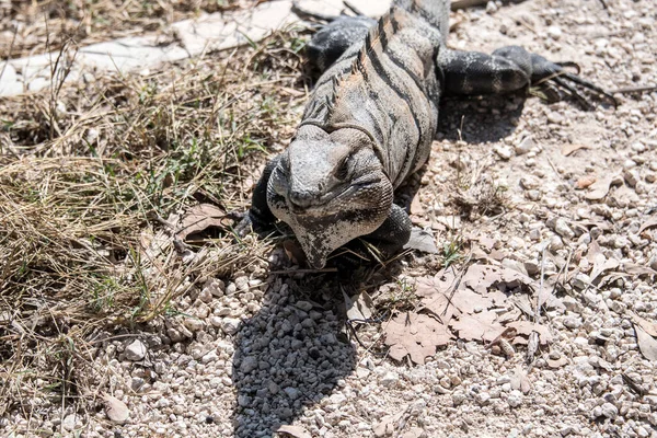 Iguana Nera Ctenosaura Similis Appartiene All Ordine Scuamata Alla Famiglia — Foto Stock