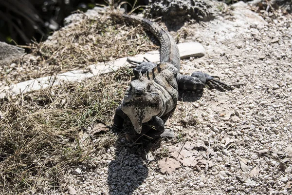 Μαύρο Ιγκουάνα Ctenosaura Similis Ανήκει Στην Τάξη Scuamata Και Στην — Φωτογραφία Αρχείου